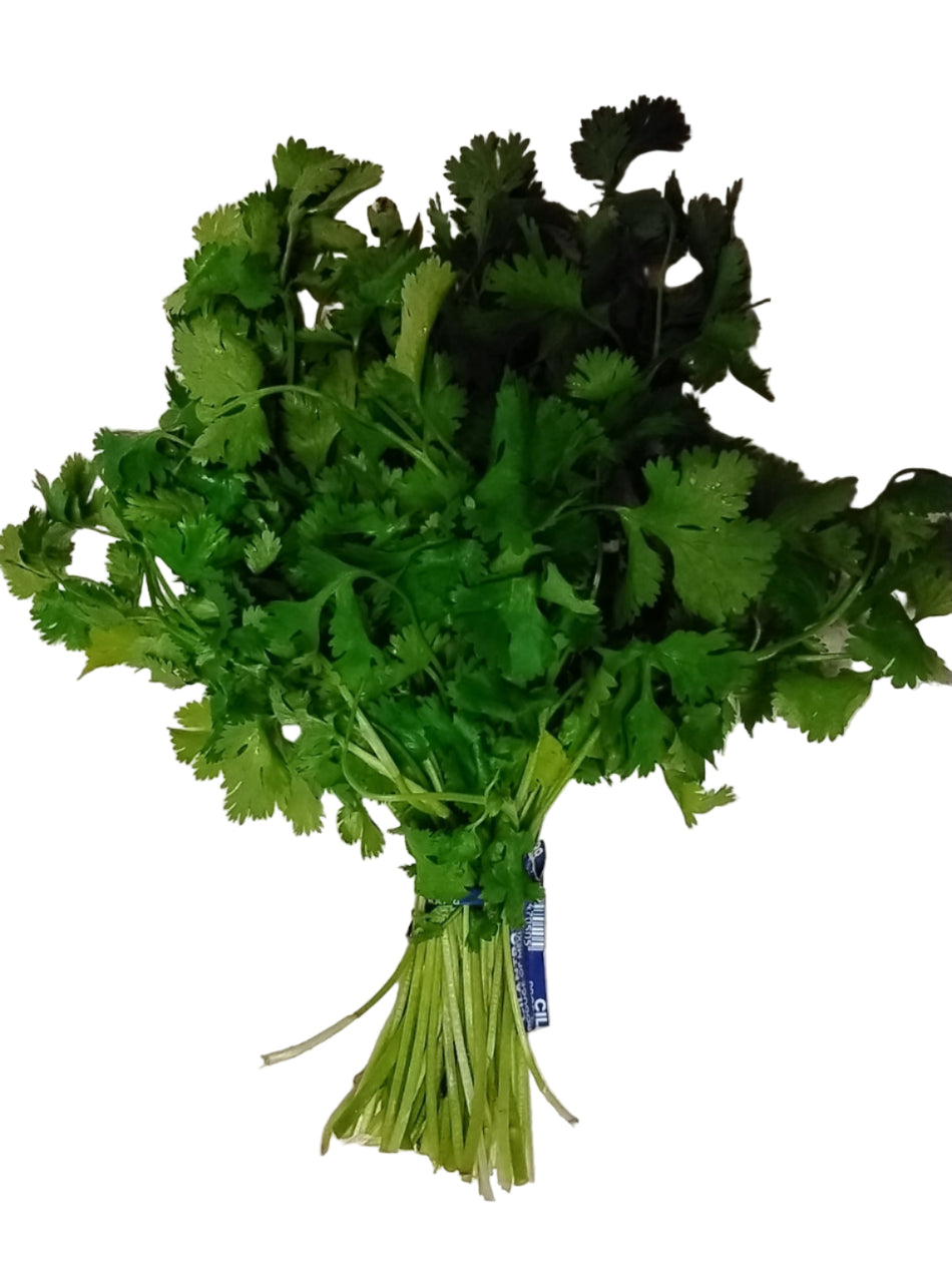 Cilantro