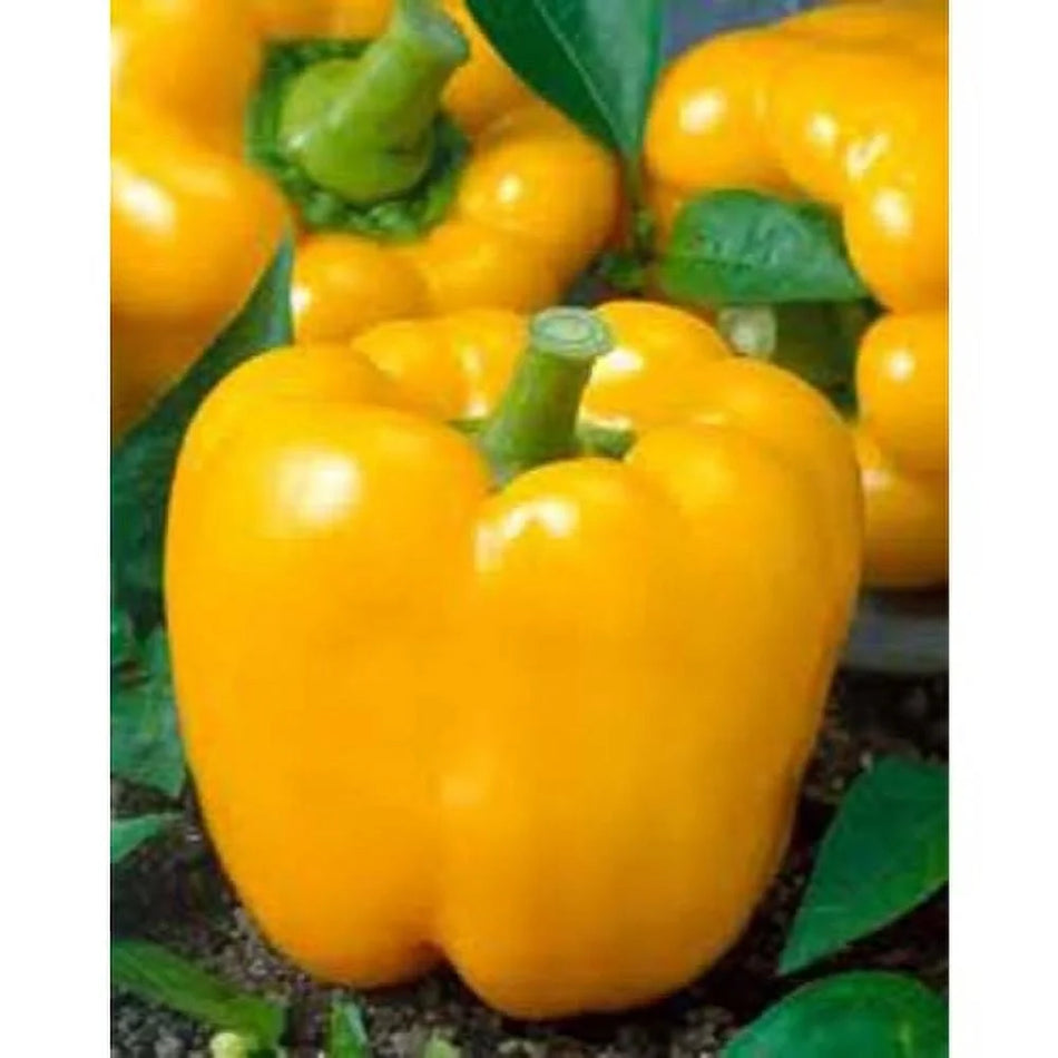 Yellow Peppers 2 per order.